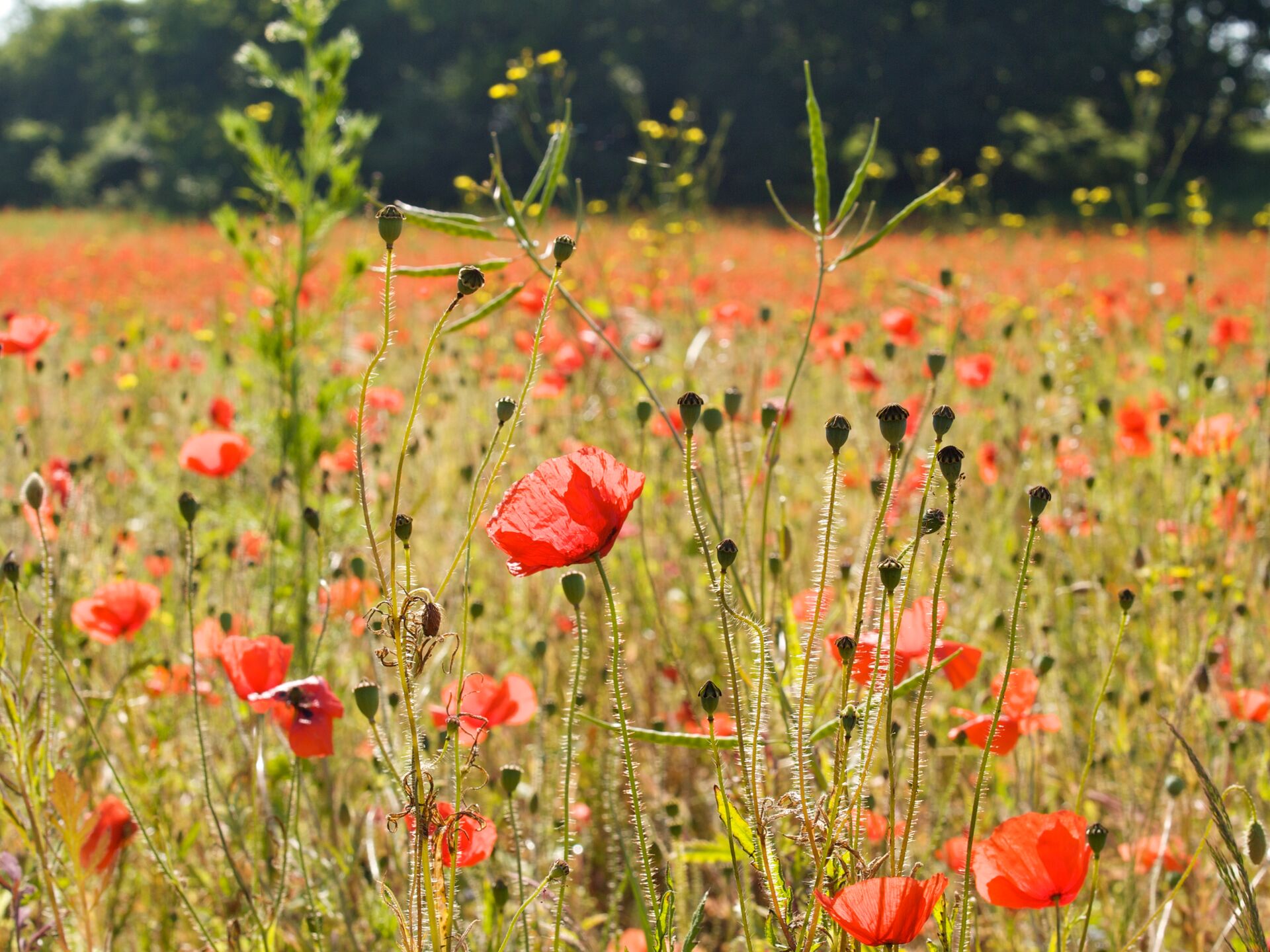 Klatschmohn,Papaver rhoeas_1